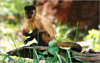 Capuchin monkey holds a palm nut