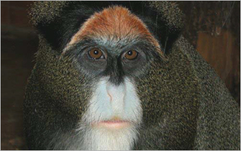 De Brazza's monkey