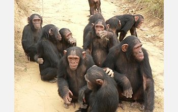 Chimpanzees will be tested on their knowledge of goals and interactions.