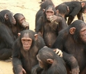 Chimpanzees will be tested on their knowledge of goals and interactions.