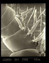 Micrograph of the antennule of the male subtropical predatory pelagic copepod