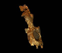 videoscan of a new 29-28 million year old primate fossil found in the Arabian Peninsula.