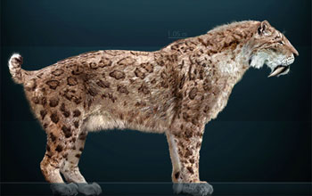 Reconstruction of the extinct saber-toothed cat.