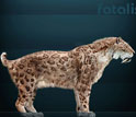 Reconstruction of the extinct saber-toothed cat.