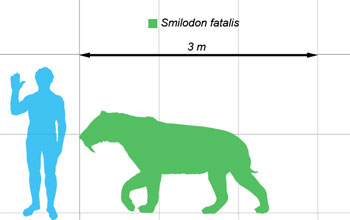 the outline of a saber-toothed cat, shown in comparison with that of a human.