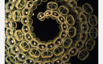 Photo showing a whorl of salps.