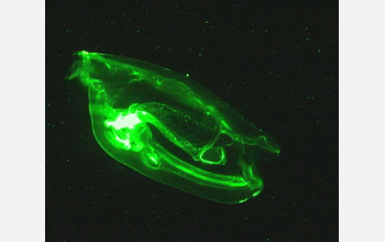 Photo of a salp consuming particles.