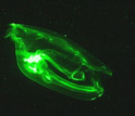 Photo of a salp consuming particles.