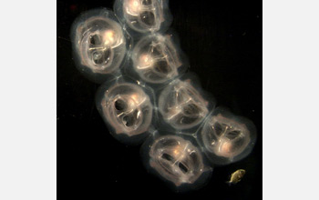 Photo of a row of salps drifting through the twilight mid-ocean waters with a small fish.