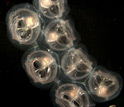 Photo of a row of salps drifting through the twilight mid-ocean waters with a small fish.