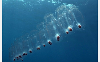 Photo of salps floating through the ocean's sunlit surface waters.