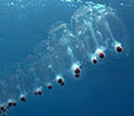 Photo of salps floating through the ocean's sunlit surface waters.