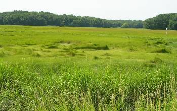 salt marsh development