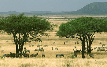 Savanna grasslands punctuated with scattered trees.