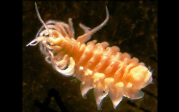 a parasitic isopod, one of the larger parasites found in the estuaries in the project.