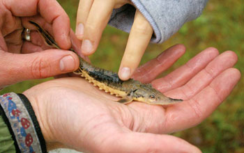 Photo of a baby lake sturgeon cradled in a child's hand.