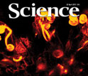 Cover of the April 22, 2011 issue of the journal Science.