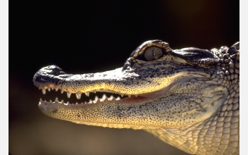An American alligator at the Ding Darling Wildlife Refuge in Florida