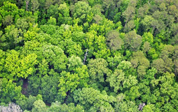 Aerial photo of top-of-tree-canopy view of the SAS instrument tower in the Alabama forest.