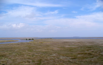 Photo of salt marsh near Tump Point, N.C.