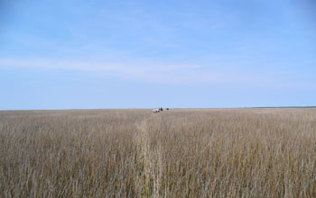 Photo of the Tump Point salt marsh.