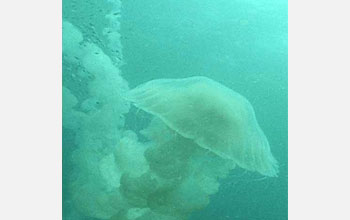 Photo of a Chrysaora jellyfish.