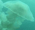 Photo of a Chrysaora jellyfish.