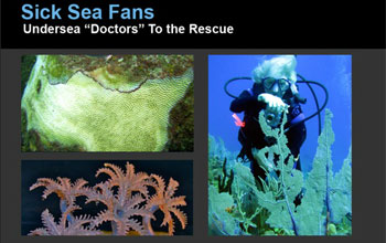 collage of various pictures showing researchers, seafans and corals