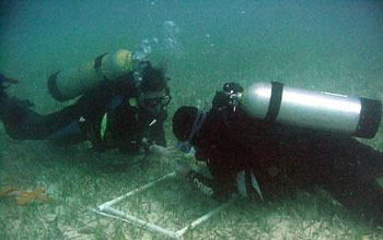 Photo of scientists taking samples of seagrass beds at the Florida Coastal Everglades LTER site.