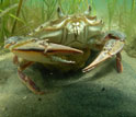 Underwater image showing a crab in the foreground and eelgrass in the background.