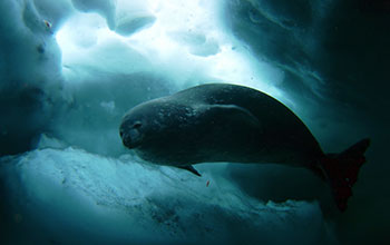 A Weddell seal swims under the ice in McMurdo Sound, Antarctica
