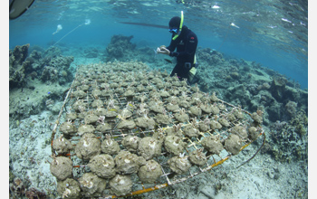 Scientist-sleuth Douglas Rasher checks for effects of seaweed on a coral culturing rack in Fiji.
