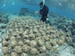 Scientist-sleuth Douglas Rasher checks for effects of seaweed on a coral culturing rack in Fiji.