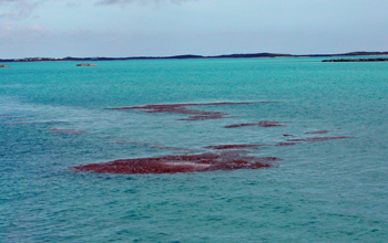 Photo showing mats of seaweed floating on the sea with islands in the Bahamas in the background.