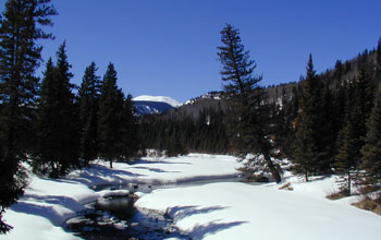 melting snow and conifers in the headwaters of the Rio Grande River in Colorado.