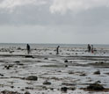 Photo of Tongans collecting shellfish on the reef at low tide in Ha'apai.