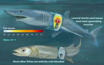 Red muscle temperature of laminid sharks is greater than that of the surrounding water.