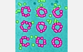 Colloidal silica spheres dispersed in water and organized by optical vortices