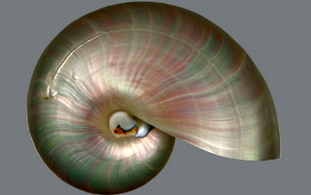 Shell of cephalopod species <em>Nautilus Pompilius</em>