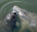 Photo of manatees swimming in Florida waters.