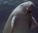 Photo of a dugong at the Sydney, Australia, aquarium.