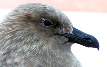 South polar skua