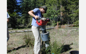 Photo of Andrea Jani collecting arthropods from sleepy grass in Lincoln National Forest, N.M.