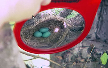 Mirror showing eggs in a nest