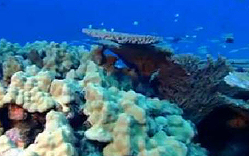 Underwater corals