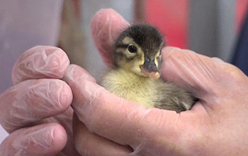 Duckling in a gloved hand