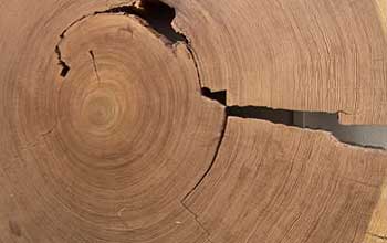Slice of petrified wood