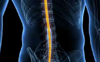 Illustration of an x-ray of a torso with a line marking the spinal cord