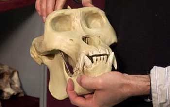 Gorilla skull with teeth