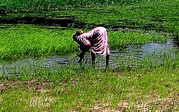 Photo of woman working in a rice field.